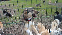 Челябинцев приглашают пообниматься с собаками