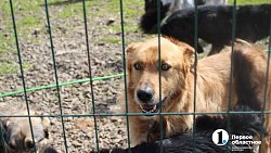 Челябинцев приглашают пообниматься с собаками