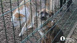 Челябинцев приглашают пообниматься с собаками