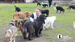 Челябинцев приглашают пообниматься с собаками