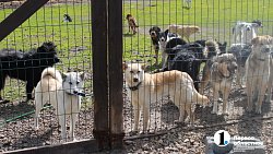 Челябинцев приглашают пообниматься с собаками