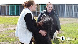 Челябинцев приглашают пообниматься с собаками