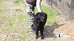 Челябинцев приглашают пообниматься с собаками