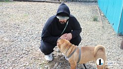 Челябинцев приглашают пообниматься с собаками