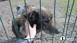 Челябинцев приглашают пообниматься с собаками