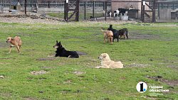 Челябинцев приглашают пообниматься с собаками