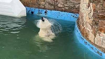 Белая медведица в Челябинском зоопарке обрадовалась снегу