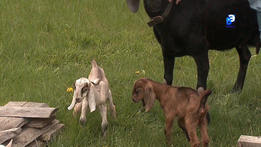 Миасские сыровары развивают семейное производство