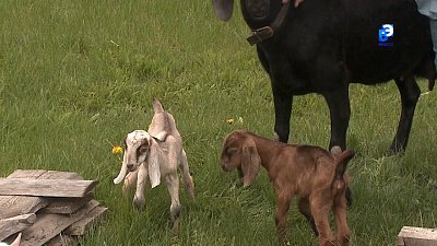 Миасские сыровары развивают семейное производство