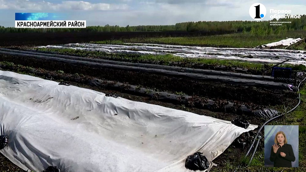 Посевная на Южном Урале выполнена на 14%