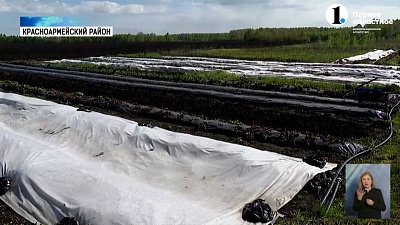 Посевная на Южном Урале выполнена на 14%