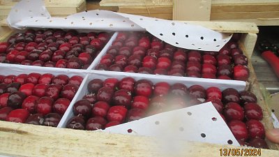 В Челябинскую область привезли 40 тонн черешни из Узбекистана