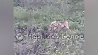 В Магнитогорске местные жители заметили странную лису