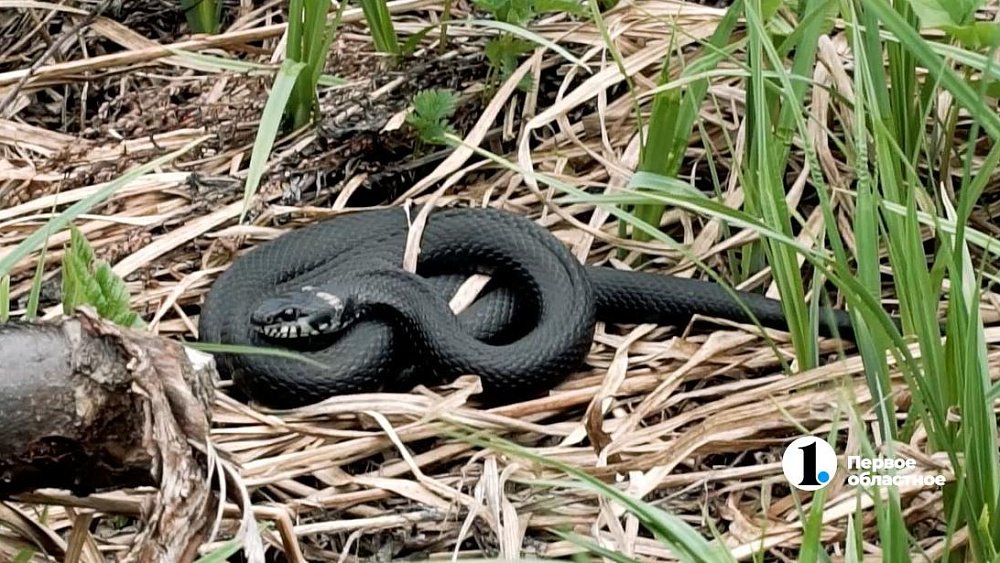 За год на Южном Урале фиксируют около 20 укусов змей