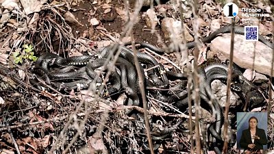 На Южном Урале начался сезон активности змей