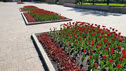 На Аллее Славы в Челябинске распустились 1800 красных тюльпанов