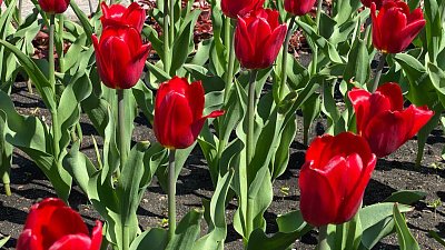 На Аллее Славы в Челябинске распустились 1800 красных тюльпанов