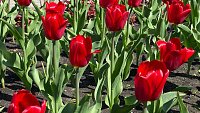 На Аллее Славы в Челябинске распустились 1800 красных тюльпанов