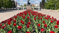 На Аллее Славы в Челябинске распустились 1800 красных тюльпанов
