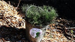 В Челябинском городском бору высадили свыше тысячи сосен