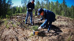 В Челябинском городском бору высадили свыше тысячи сосен