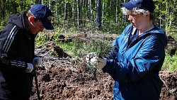 В Челябинском городском бору высадили свыше тысячи сосен