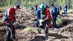 В Челябинском городском бору высадили свыше тысячи сосен