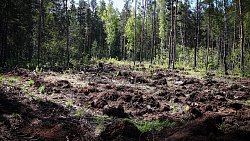 В Челябинском городском бору высадили свыше тысячи сосен