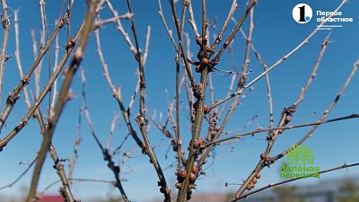 Нанесем удар по вредителям и болезням