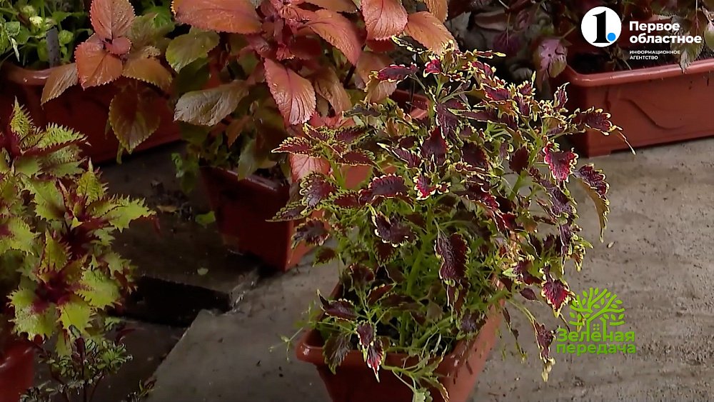 Колеусы для кашпо