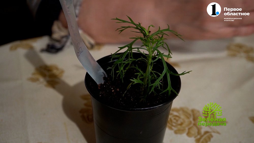 Название сложное ― красота невероятная