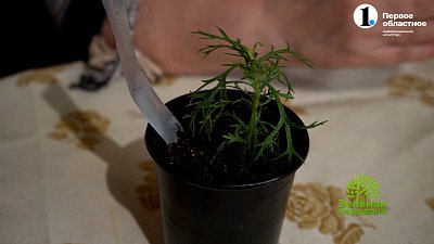 Название сложное ― красота невероятная