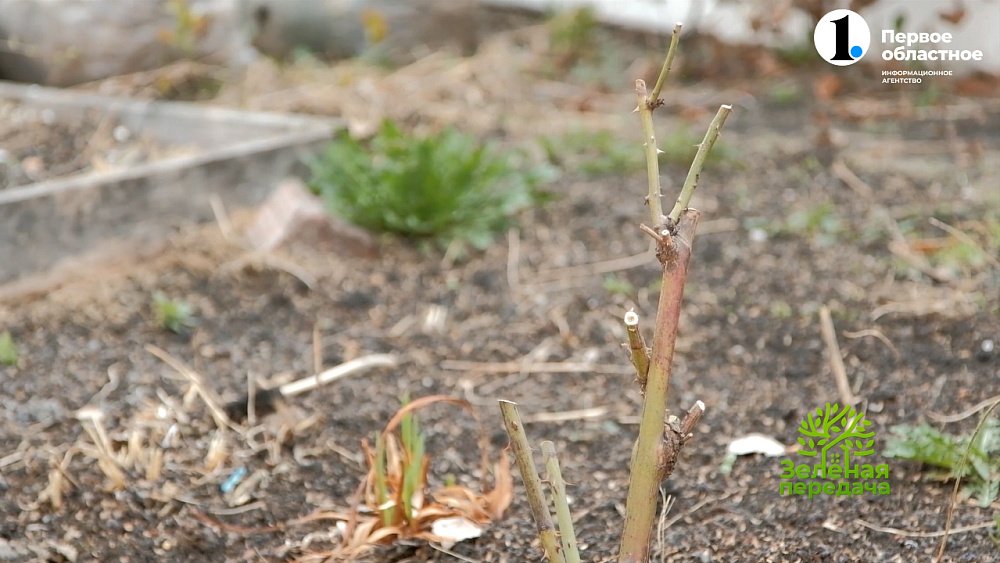 Декоративные культуры в мае