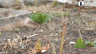 Декоративные культуры в мае