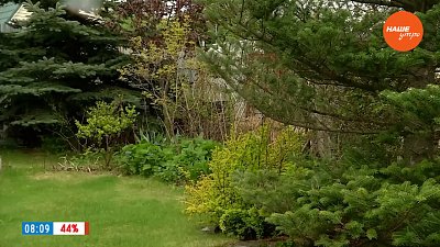 Декоративные растения в мае в рубрике «Руки садовода»