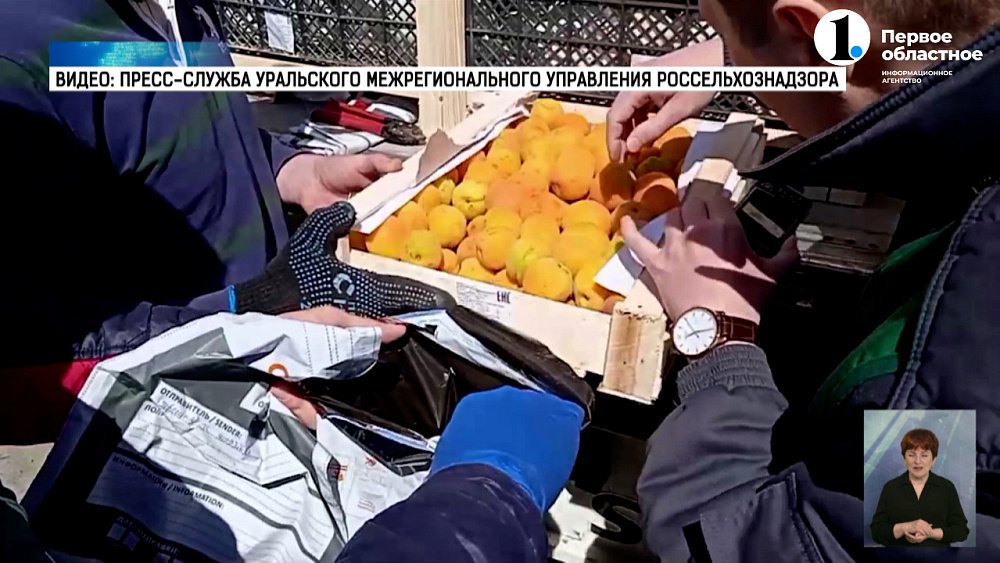 Первый урожай абрикосов на въезде в Челябинск отправили на проверку