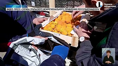 Первый урожай абрикосов на въезде в Челябинск отправили на проверку