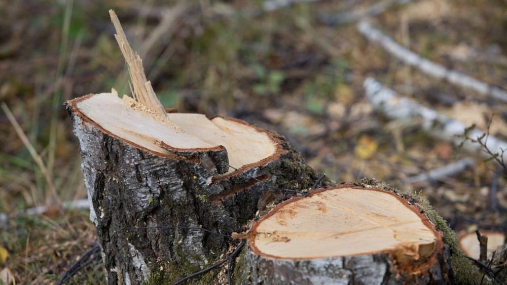 Арендатор леса в Верхнем Уфалее выплатит 2,2 млн рублей за бездействие
