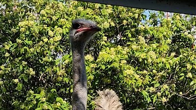 Сотрудники зоопарка сняли страуса Моисея в хорошем настроении