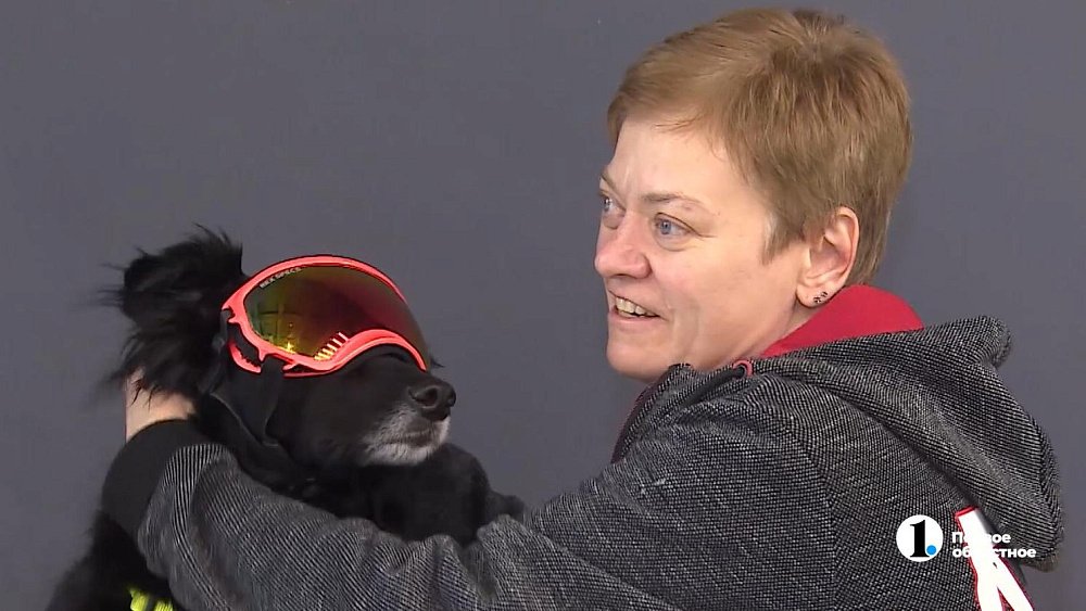 Челябинский пес вынужден гулять в очках, чтобы не ослепнуть от солнца