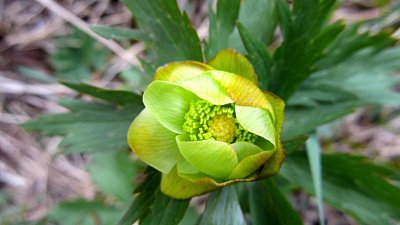 На Таганае распустились сибирские розы