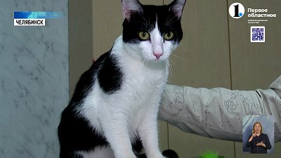 Челябинские волонтеры ищут дом для кошки с необычным диагнозом