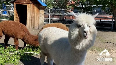 В Челябинском зоопарке копытных угостили свежей листвой