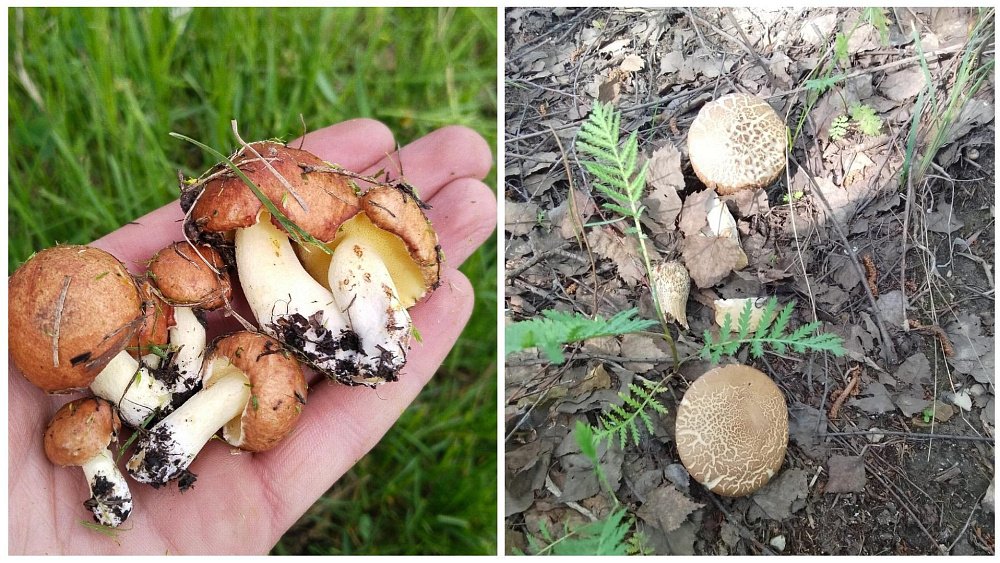 Жители Челябинской области обнаружили в лесах маслята и подберезовики