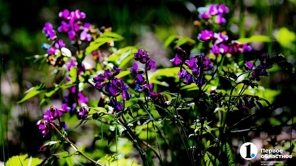 На улицах Челябинска появится более 22 тысяч цветов