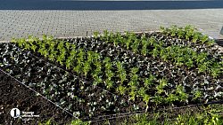 На улицах Челябинска появится более 22 тысяч цветов