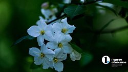 На улицах Челябинска появится более 22 тысяч цветов