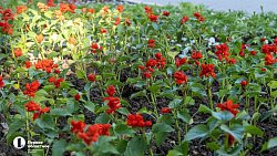 На улицах Челябинска появится более 22 тысяч цветов