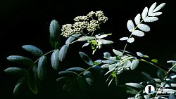 На улицах Челябинска появится более 22 тысяч цветов