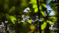 На улицах Челябинска появится более 22 тысяч цветов